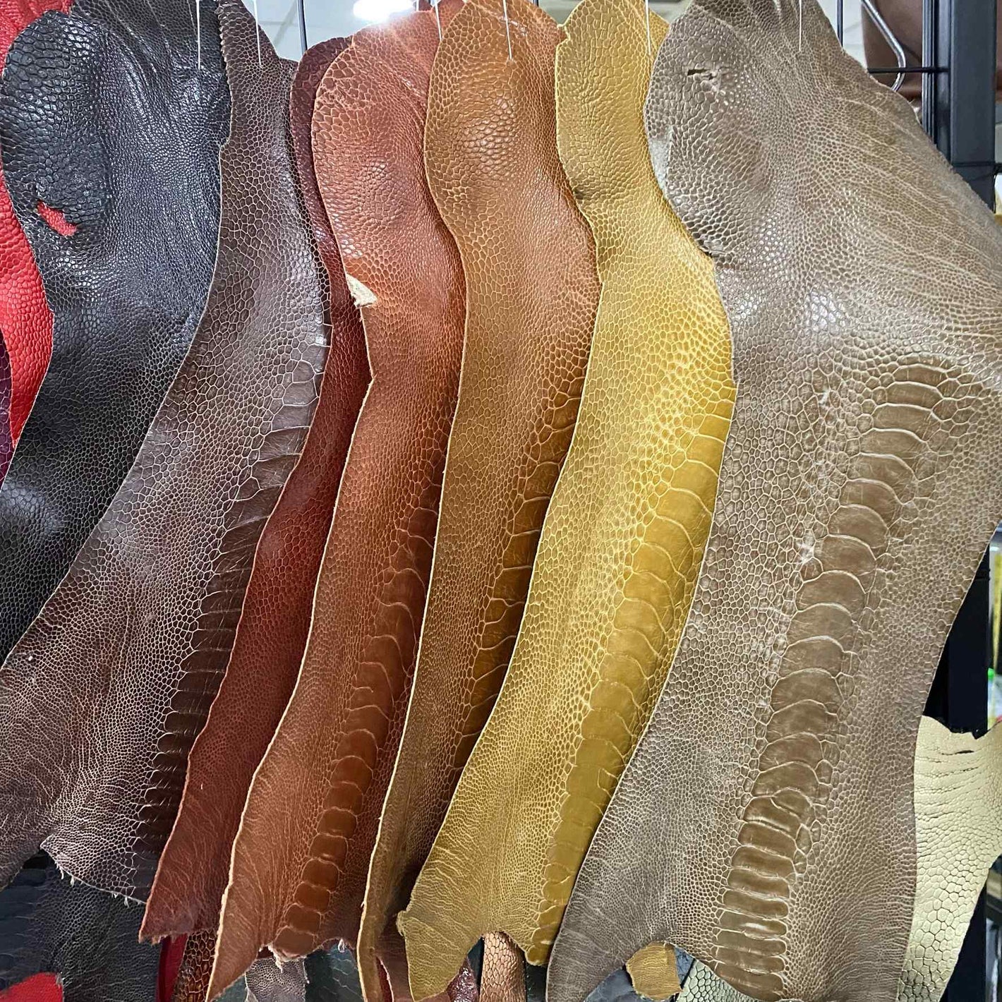 Ostrich Leather Sample Swatch Colours